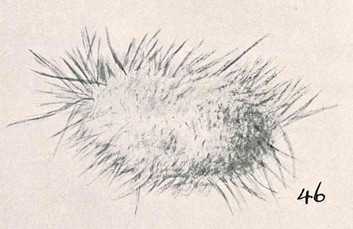 Technitella hystrix Chapman & Parr, 1937 Technitella hystrix Chapman & Parr, 1937