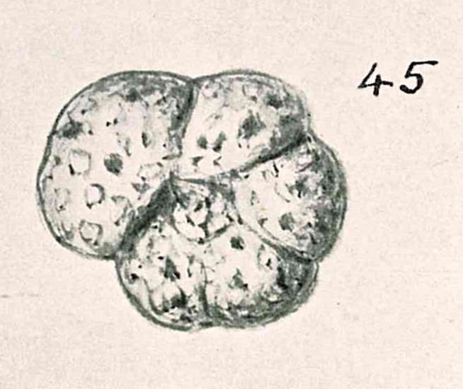 Trochammina planoconvexa Chapman & Parr, 1937 Trochammina planoconvexa Chapman & Parr, 1937