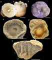 Reticulate anemone