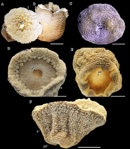 Reticulate anemone Reticulate anemone