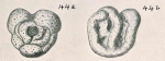 Trochammina mawsoni Chapman & Parr, 1937