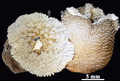 Reticulate anemone