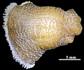Reticulate anemone