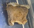 Reticulate anemone