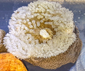 Reticulate anemone