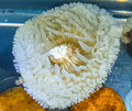 Reticulate anemone