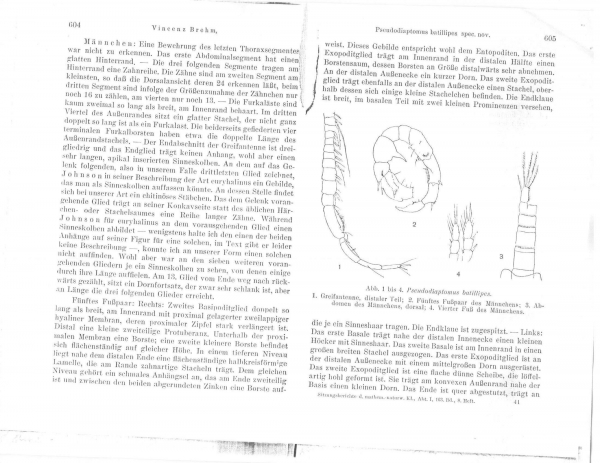 Pseudodiaptomus batillipes, from Brehm, 1954 Pseudodiaptomus batillipes, from Brehm, 1954