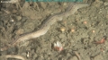 Nemertea (ribbon worms)