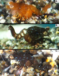 Mysidopsis canariensis