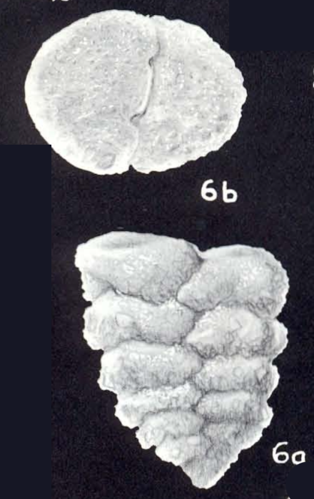 Textularia margaritana McCulloch, 1981 Textularia margaritana McCulloch, 1981