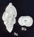 Siphotextularia differens McCulloch, 1981