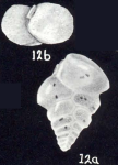 Siphotextularia margaritaensis McCulloch, 1981