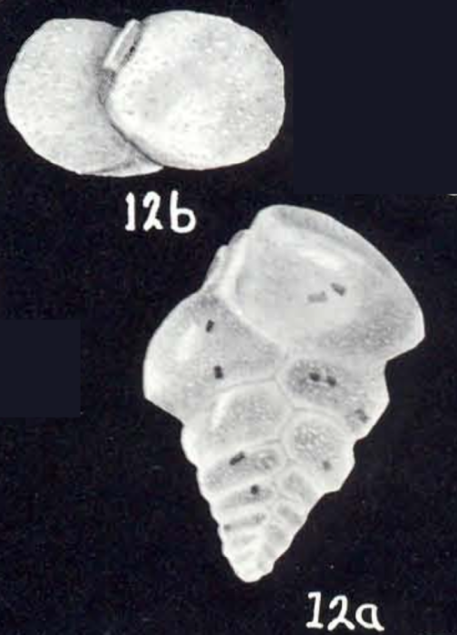 Siphotextularia margaritaensis McCulloch, 1981 Siphotextularia margaritaensis McCulloch, 1981