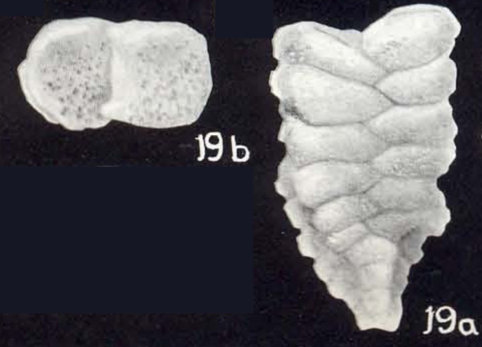 Gaudryina aequiformis McCulloch, 1981 Gaudryina aequiformis McCulloch, 1981