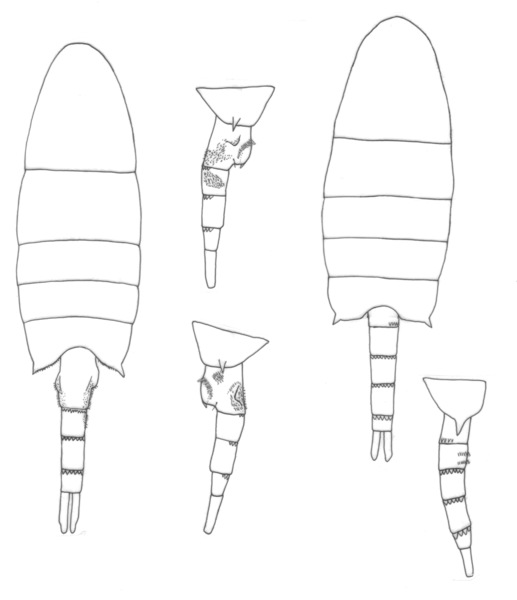 australiensis body australiensis body