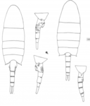australiensis habitus