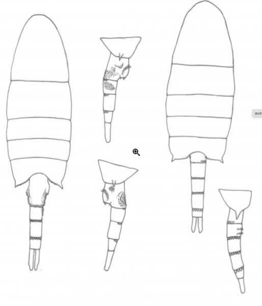 australiensis habitus