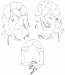 australiensis P5