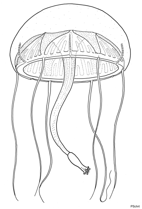 Geryonia proboscidalis, schematic drawing using several specimens, bell diameter 7 cm Geryonia proboscidalis, schematic drawing using several specimens, bell diameter 7 cm