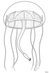 Geryonia proboscidalis, schematic drawing using several specimens, bell diameter 7 cm