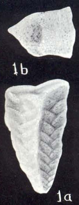 Gaudryina limbata McCulloch, 1981 Gaudryina limbata McCulloch, 1981