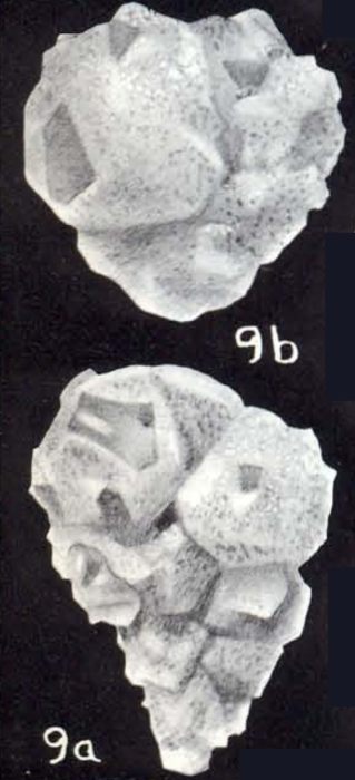 Plectotrochammina dispar McCulloch, 1981 Plectotrochammina dispar McCulloch, 1981