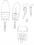 aurivilli body