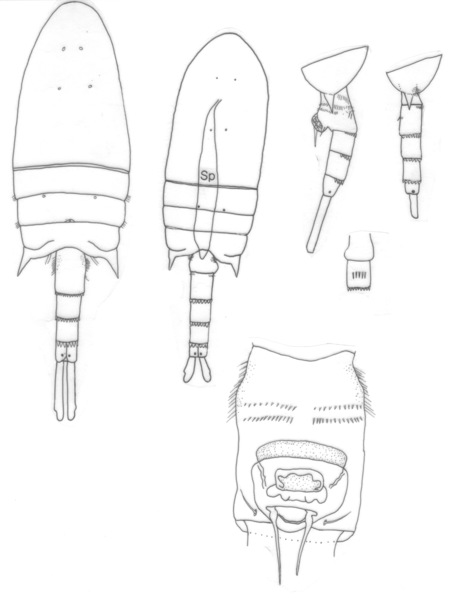 aurivilli body aurivilli body