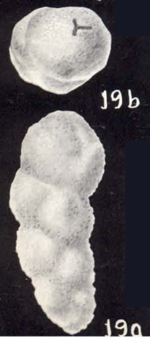 Goesella arubiana McCulloch, 1981 Goesella arubiana McCulloch, 1981