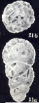 Cribrogoesella tortugaensis McCulloch, 1981
