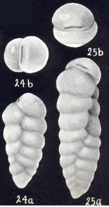 Karreriella arubiana McCulloch, 1981 Karreriella arubiana McCulloch, 1981