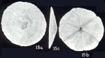 Rotaliammina lavelaensis McCulloch, 1981