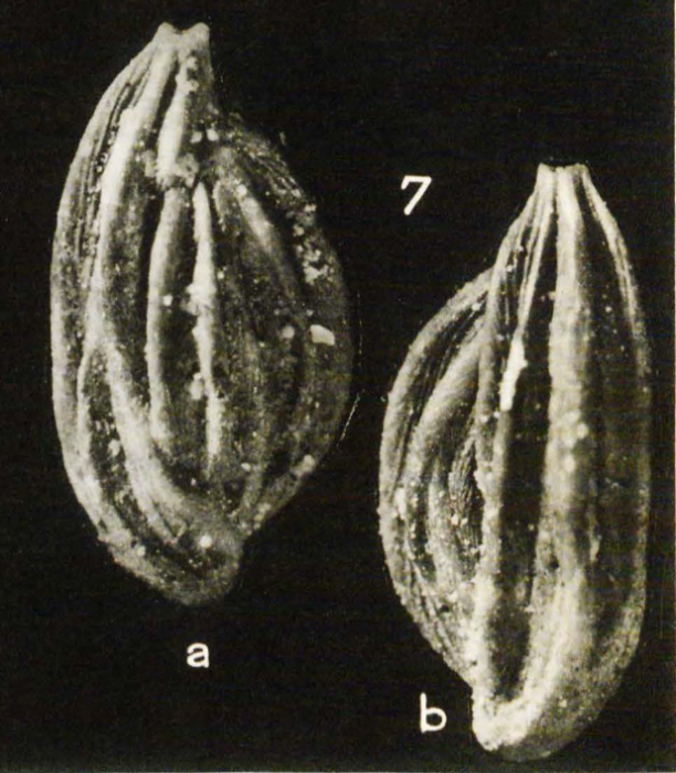 Adelosina duthiersi Schlumberger, 1886 Adelosina duthiersi Schlumberger, 1886