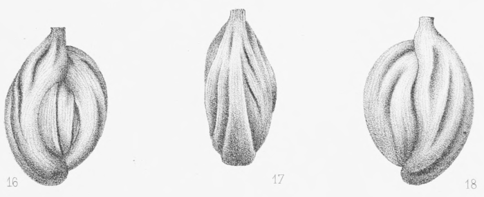 Adelosina duthiersi Schlumberger, 1886 Adelosina duthiersi Schlumberger, 1886