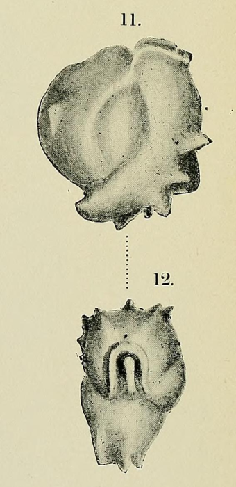 Miliolina seminulum var. cornuta Sidebottom, 1904 Miliolina seminulum var. cornuta Sidebottom, 1904