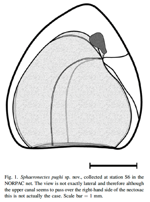 Holotype of Sphaeronectes pughi Grossmann, Lindsay & Fuentes, 2012 Holotype of Sphaeronectes pughi Grossmann, Lindsay & Fuentes, 2012