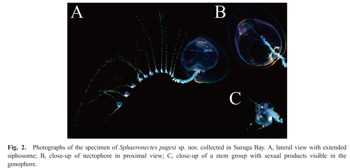 Sphaeronectes pagesi Lindsay, Grossmann & Minemizu, 2011 Sphaeronectes pagesi Lindsay, Grossmann & Minemizu, 2011