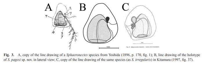 Sphaeronectes pagesi Lindsay, Grossmann & Minemizu, 2011 line drawings Sphaeronectes pagesi Lindsay, Grossmann & Minemizu, 2011 line drawings