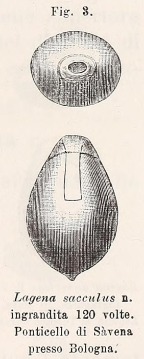 Lagena acuta var. sacculus Fornasini, 1901 Lagena acuta var. sacculus Fornasini, 1901
