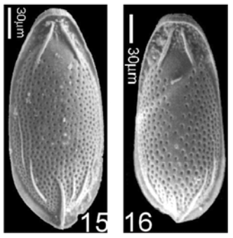 Porosolenia kossoviana (Popescu, 1983) Porosolenia kossoviana (Popescu, 1983)