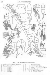 Copepoda