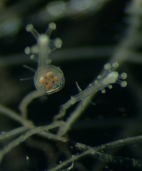Stauridiosarsia ophiogaster, polyp with medusa bud, Mediterranean Stauridiosarsia ophiogaster, polyp with medusa bud, Mediterranean