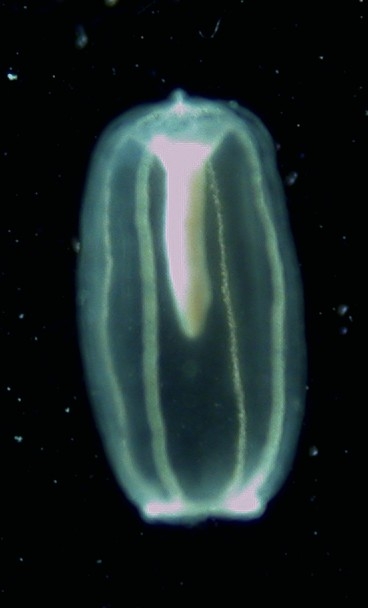 Solanderia ericopsis, liberated medusoid from plankton with spent gonads, identified via 16S barcoding Solanderia ericopsis, liberated medusoid from plankton with spent gonads, identified via 16S barcoding