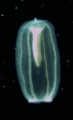 Solanderia ericopsis, liberated medusoid from plankton with spent gonads, identified via 16S barcoding, author: Schuchert, Peter