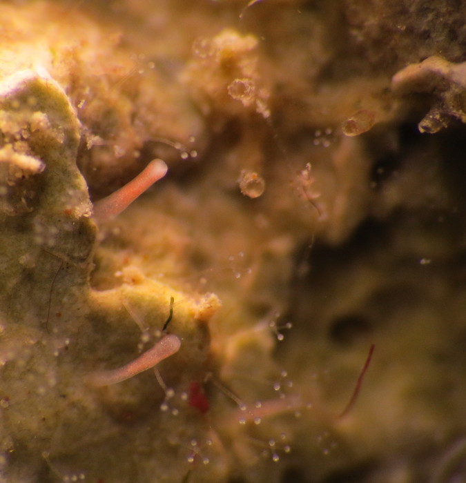 Thecocodium brieni, polyp colony from Villefranche-sur-Mer Thecocodium brieni, polyp colony from Villefranche-sur-Mer
