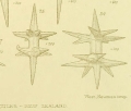 Ditriaenella spicules 