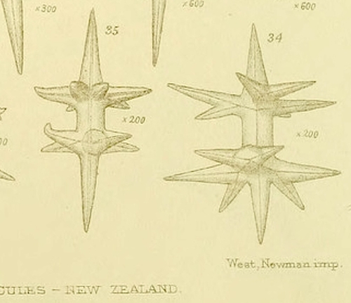 Ditriaenella spicules 