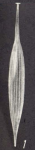Lagena retorticosta McCulloch, 1977