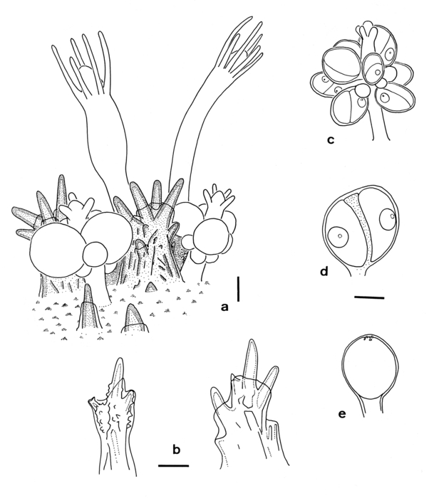 Hydractinia novaezelandiae Hydractinia novaezelandiae