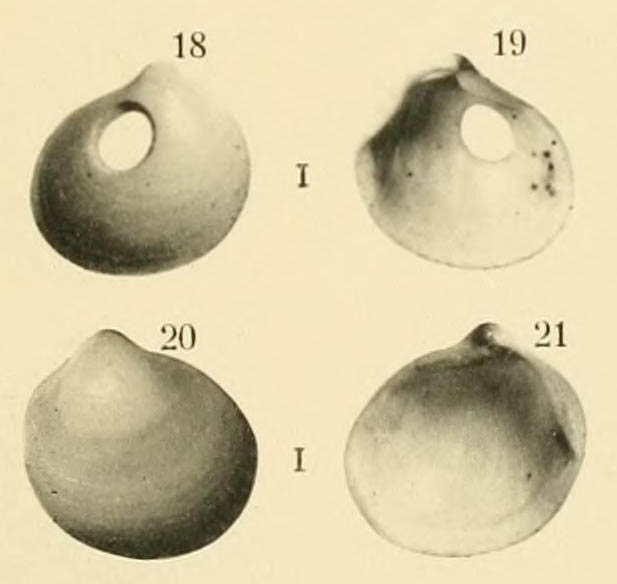 Axinus dubius Dautzenberg & Fischer, 1897, original figure (actual length 1.66 mm)